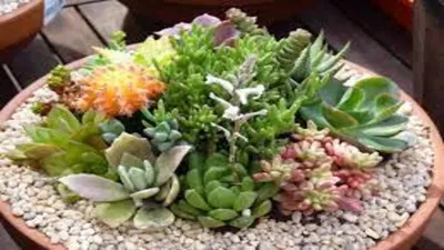 गमलों में लगे पौधों से घर की मेज को कैसे सुन्दर बनाएं   plants decor ideas