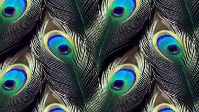 सोते समय तकिए के नीचे रखें 1 मोर पंख  मिलेंगे सकारात्मक ऊर्जा से लेकर है कई फायदे  peacock feather benefits