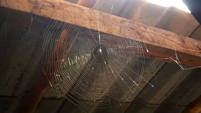 spider web at home  ये टिप्स अपनाएं  कभी नहीं बनेंगे मकड़ी के जाले