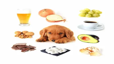 खाने की कुछ चीज़ें जो कर सकती हैं आपके कुत्ते को बीमार  dog health care tips